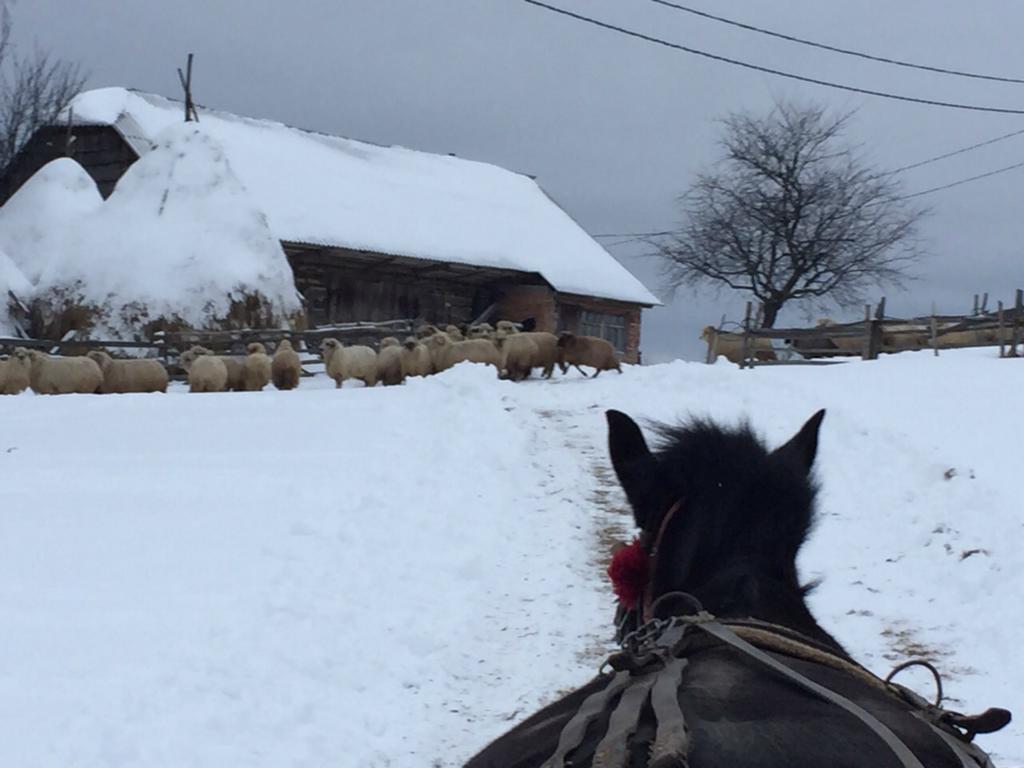 Pensiunea Poiana Viselor Poiana Mărului Exterior foto